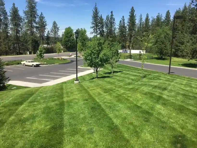 Fresh diagonal mowing stripes across a lawn ringed by pines and a parking lot