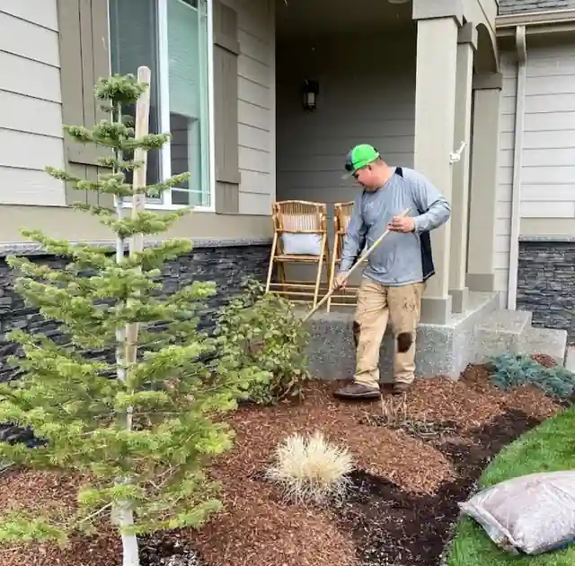 A young conifer being planted in a fresh bark bed